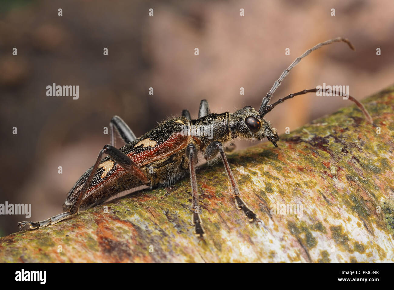 Banded Tree Bug Longhorn beetle tree hi-res stock photography and images - Alamy