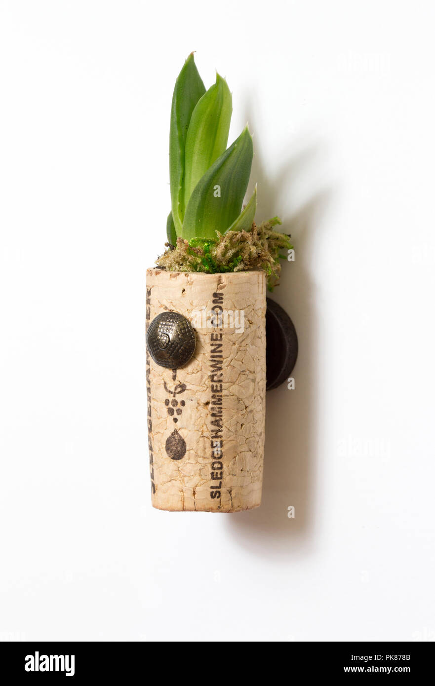 Succulents in a DIY wine cork planter attached to a refrigerator by a magnet. Stock Photo