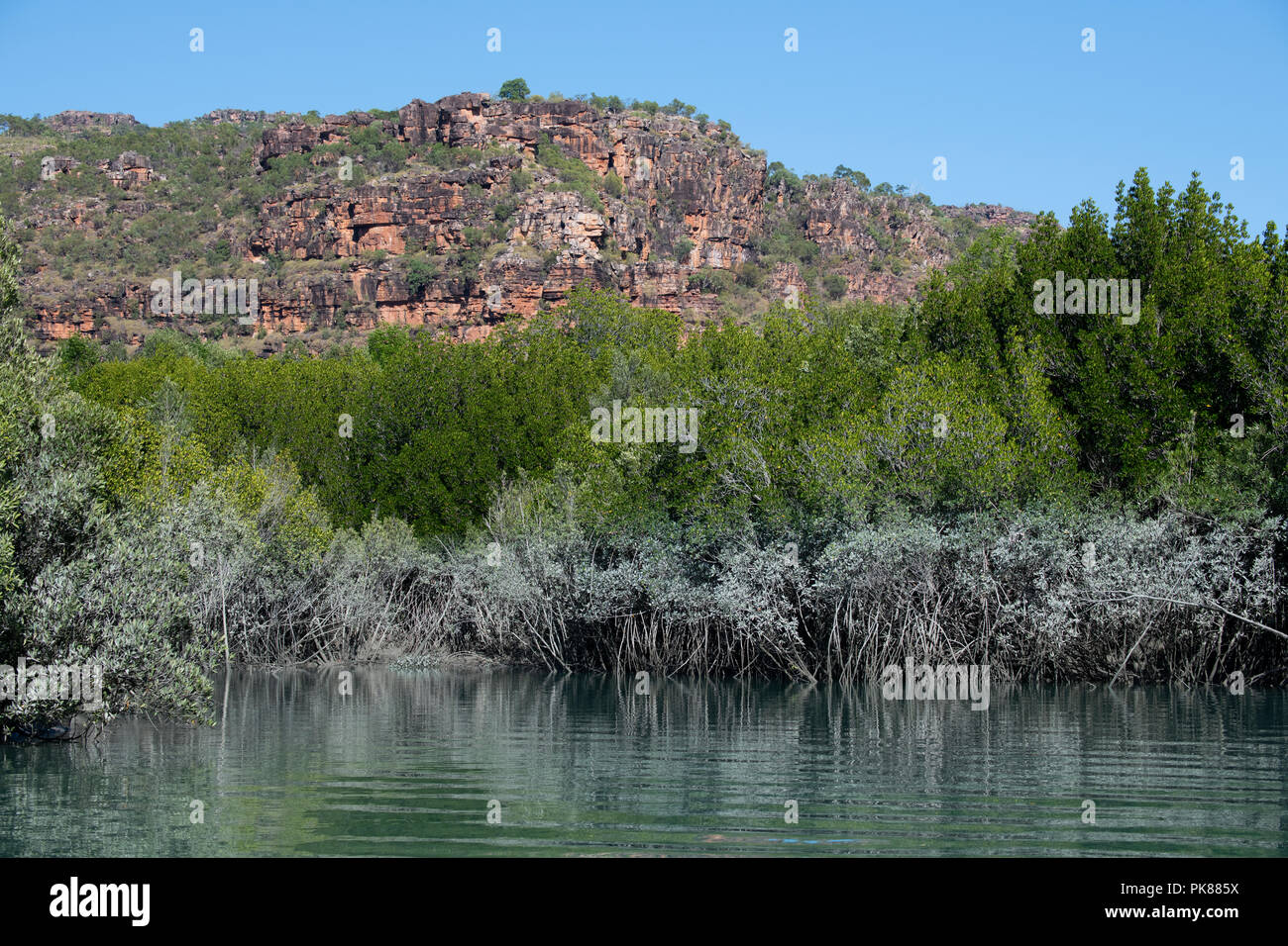 Australia, Western Australia, Kimberley Coast, Hunter River, Porosus Creek. Red mangrove habitat (Rhizophora mangle) Stock Photo