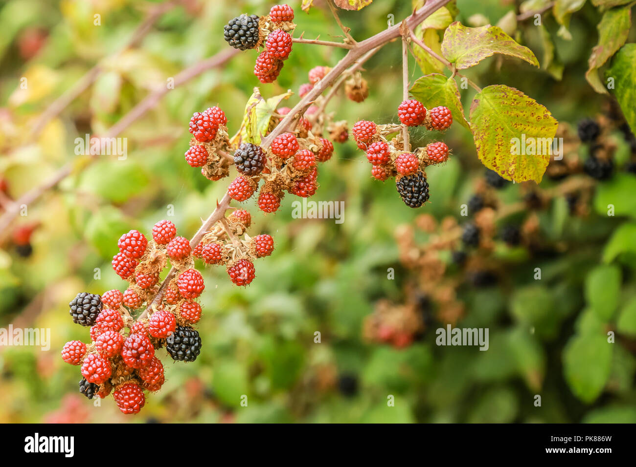 Blackberries growing abundantly Stock Photo Alamy