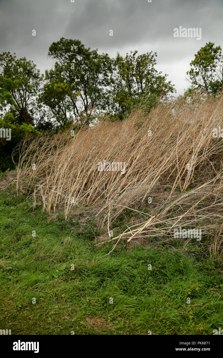 Wind Through Reeds Wind blown reeds leaning to the right Stock Photo - Alamy