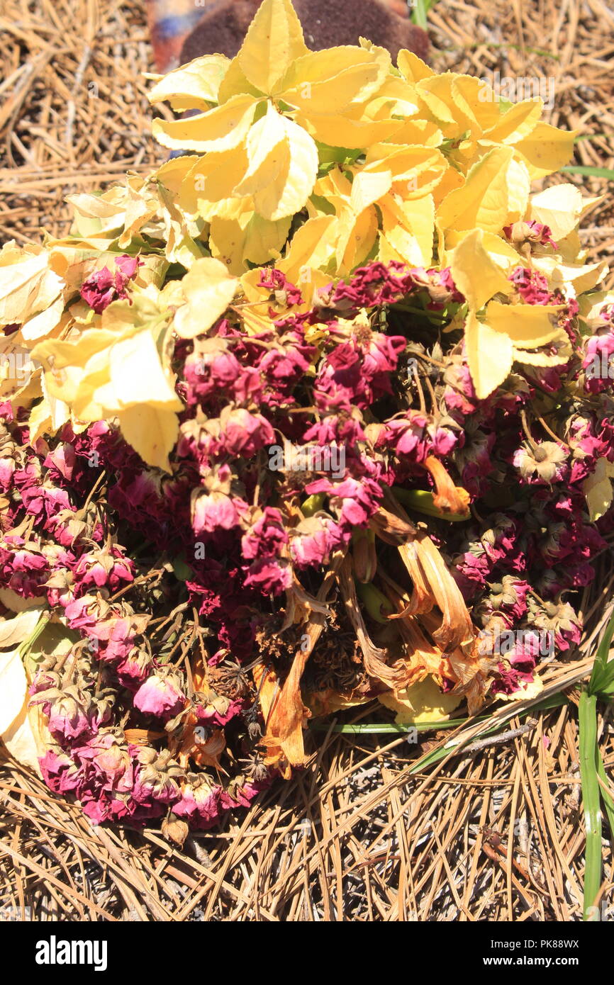 Dead bouquet hi-res stock photography and images - Alamy