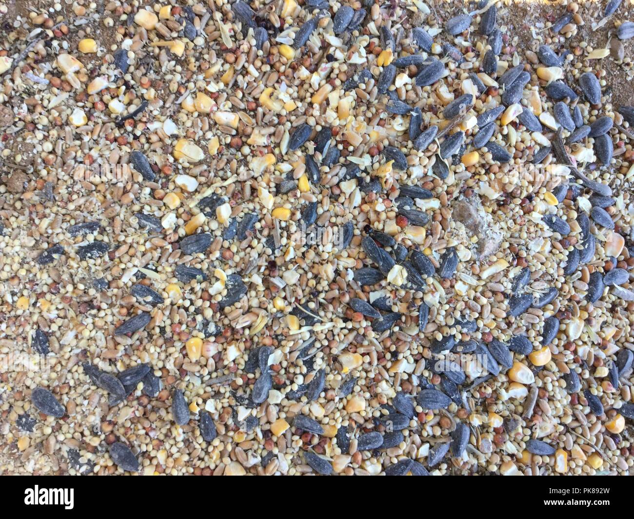 Closeup of birdseed on ground. Stock Photo