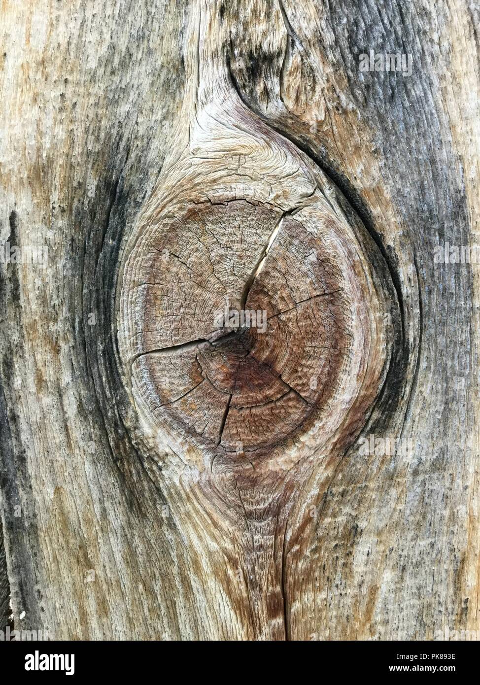 Aged weathered wood fence board with large knot. Stock Photo
