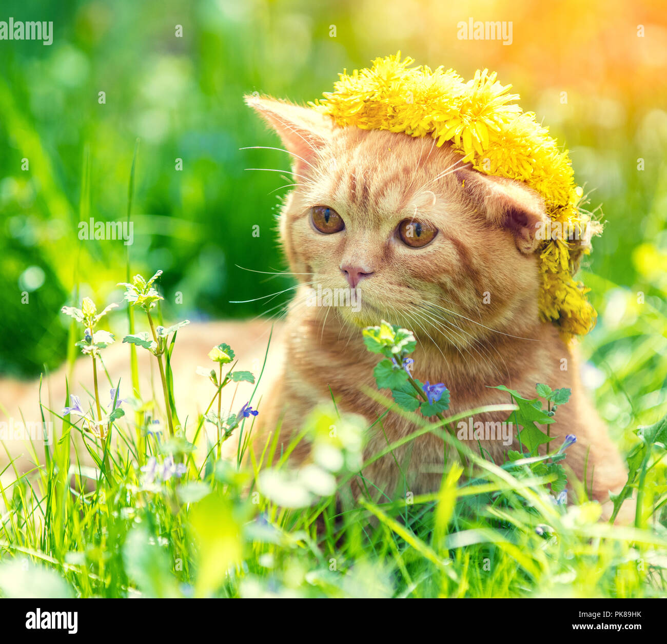 Portrait of a small red kitten lying on a dandelion field. The cat is wearing a flowers wreath and enjoying spring Stock Photo