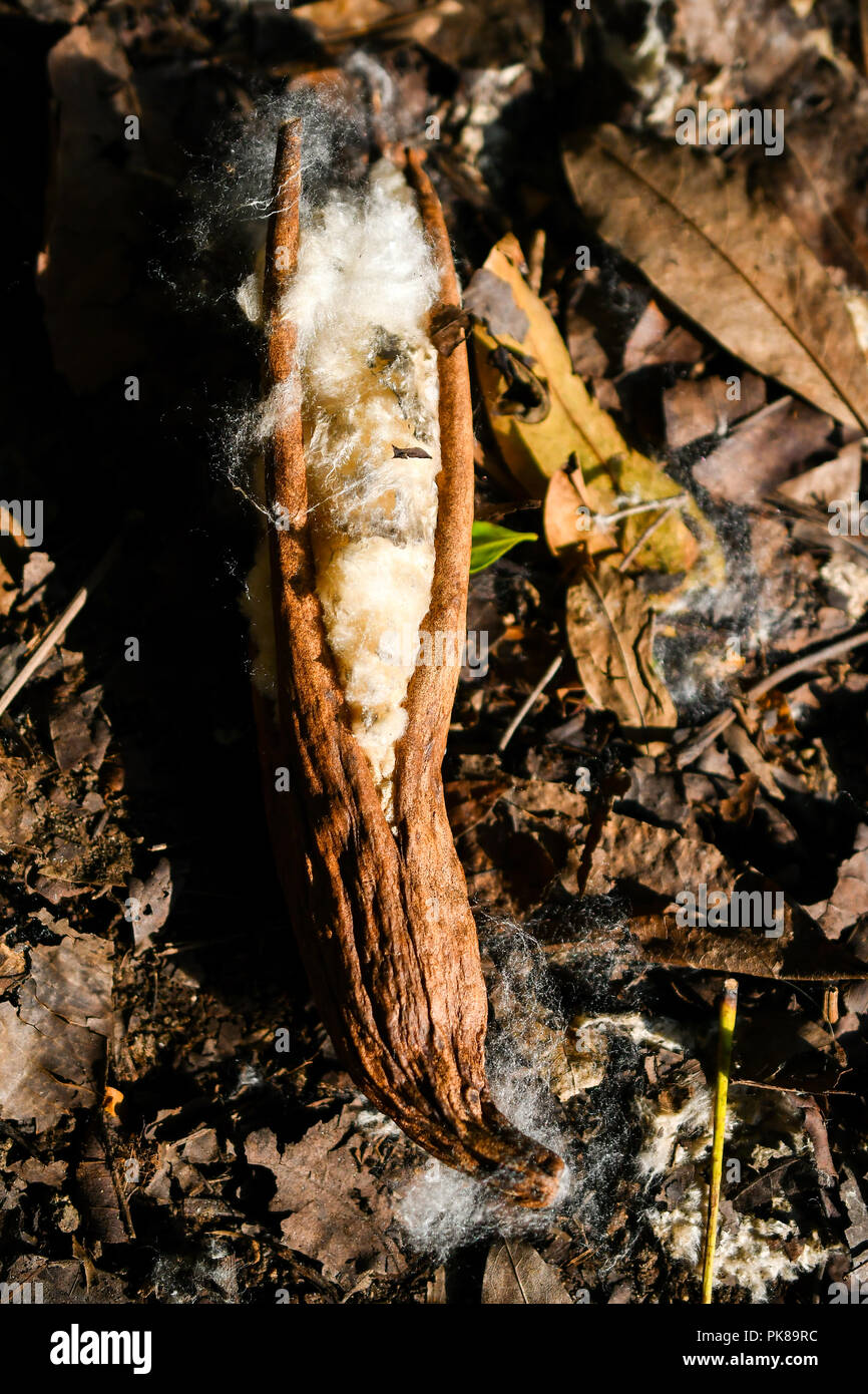 kapok silk cotton tree seed dispersal Stock Photo Alamy