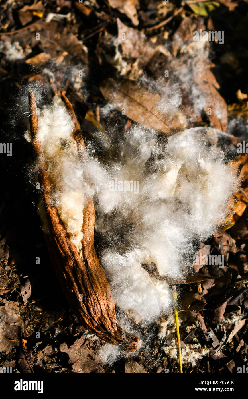 kapok silk cotton tree seed dispersal Stock Photo Alamy