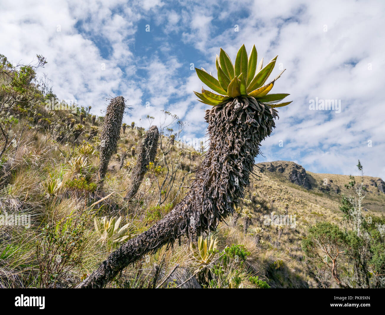 Beautiful Colombian Nevado de Tolima with frailejones (Espeletia), in the near of Salento in Los Nevados, Colombia Stock Photo