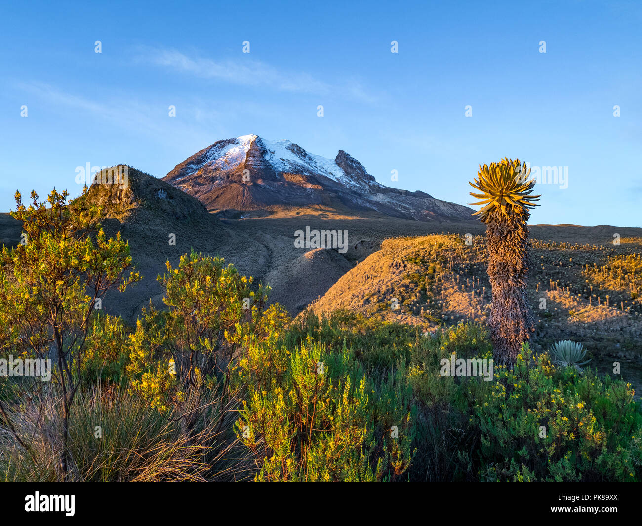 Volcano Tolima in Los Nevados National Park with beatyful vegetation frailejones (Espeletia), Colombia Stock Photo