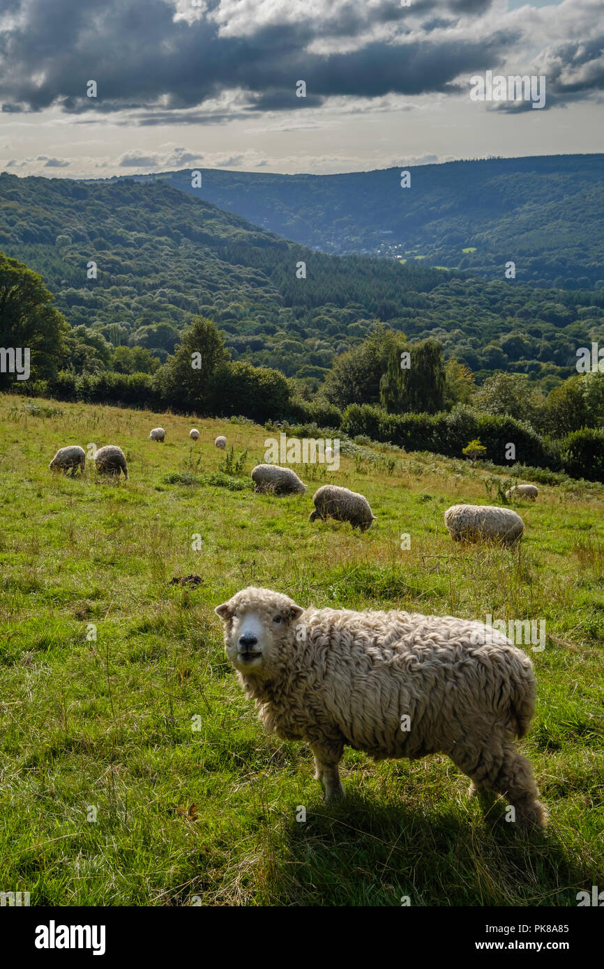 SHEEP IN WYE VALLEY FROM ST BIVALES Stock Photo