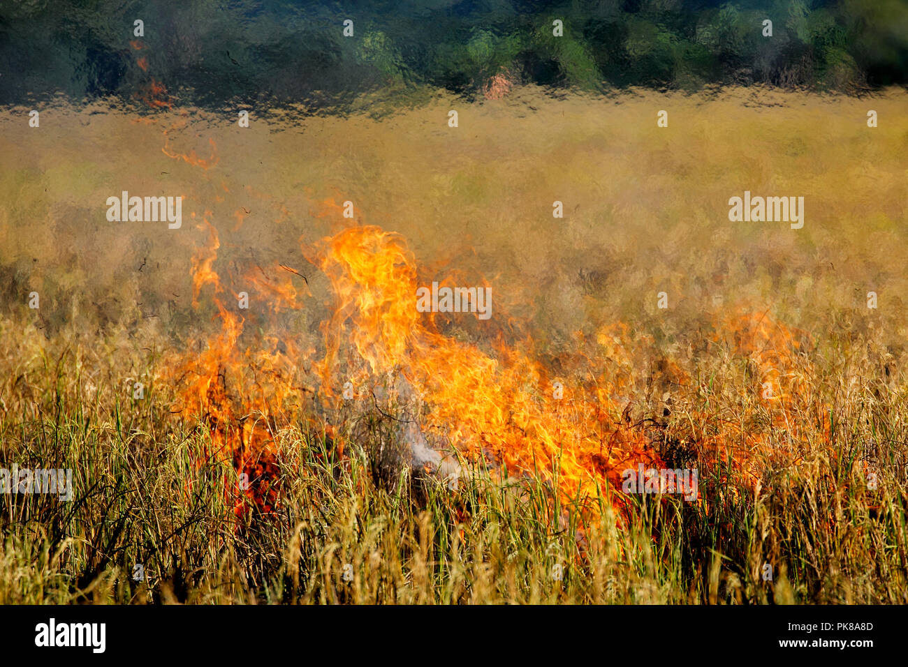 Rice field burning with fire produce a heat vapor wall Stock Photo