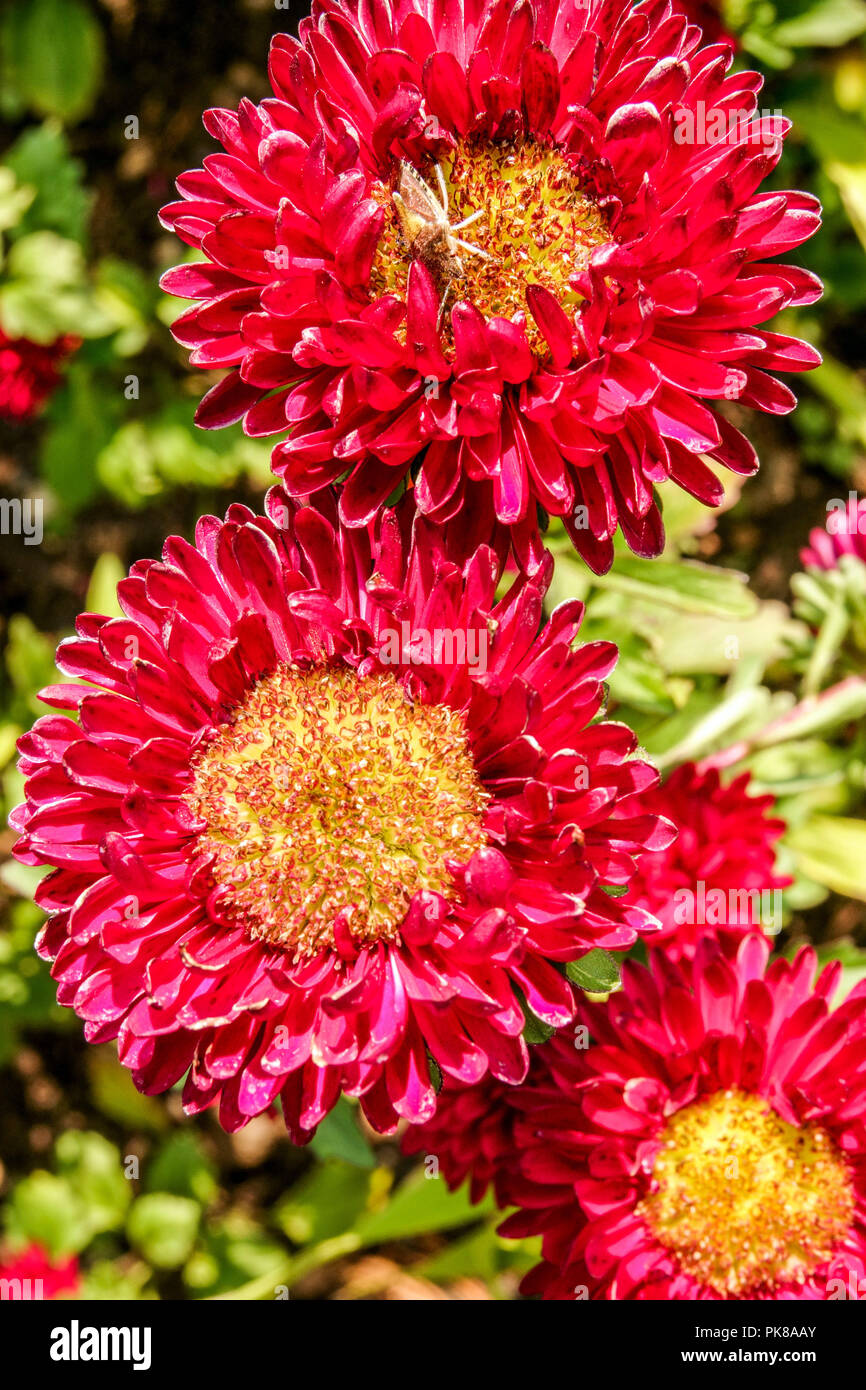 Callistephus chinensis matsumoto red hires stock photography and