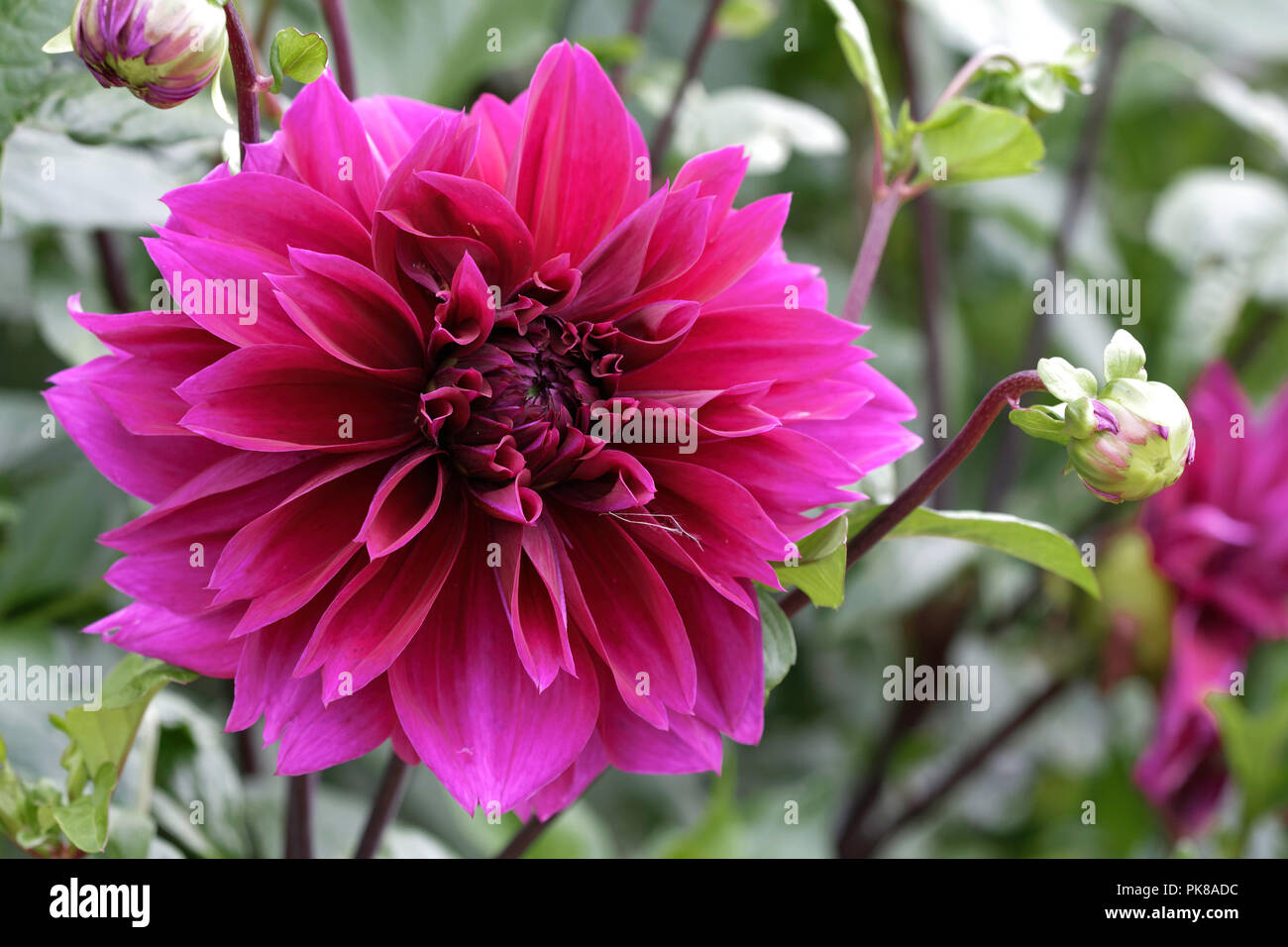 Dinnerplate Dahlia High Resolution Stock Photography and Images - Alamy