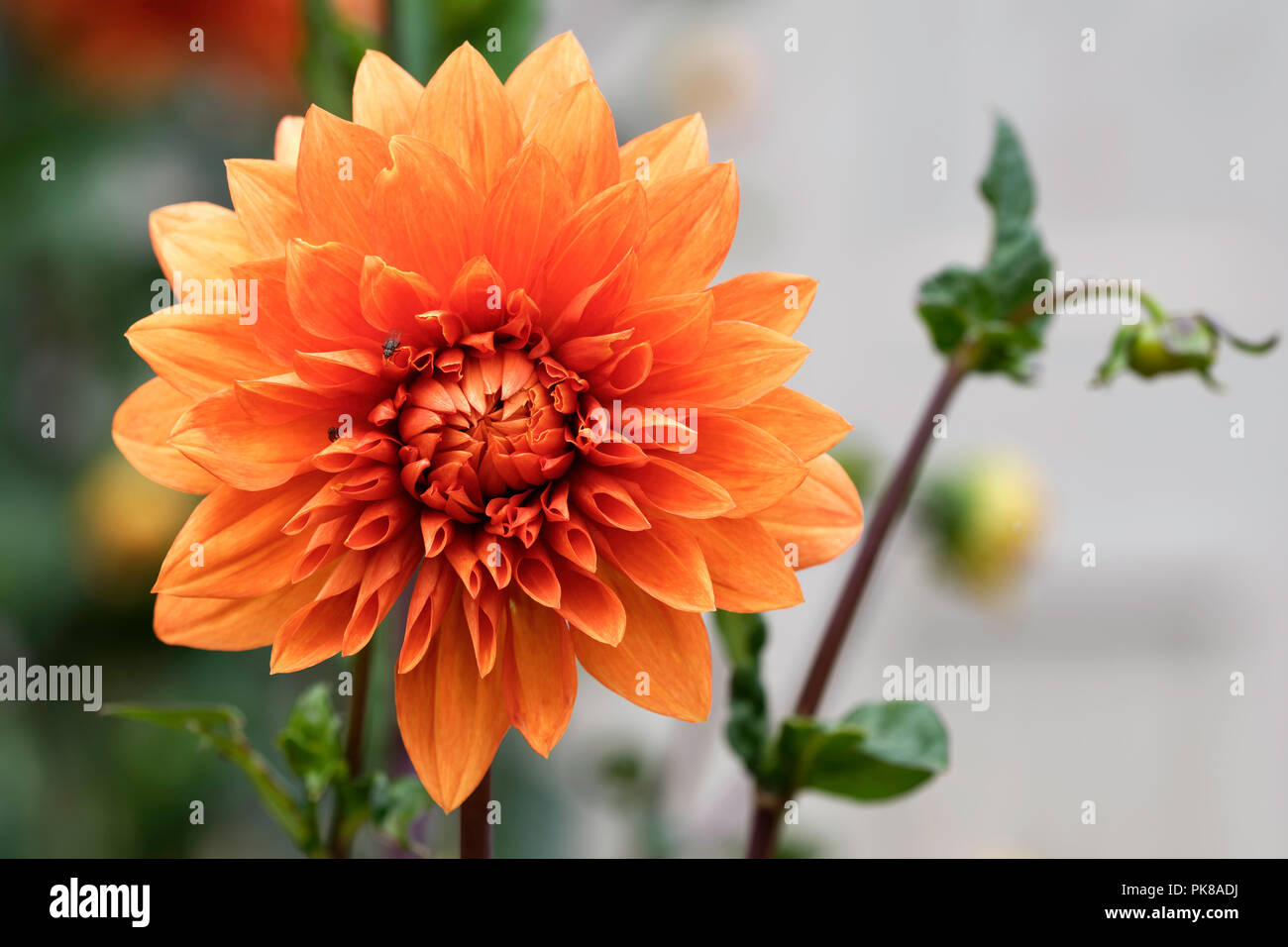 Dinnerplate dahlia hi-res stock photography and images - Alamy