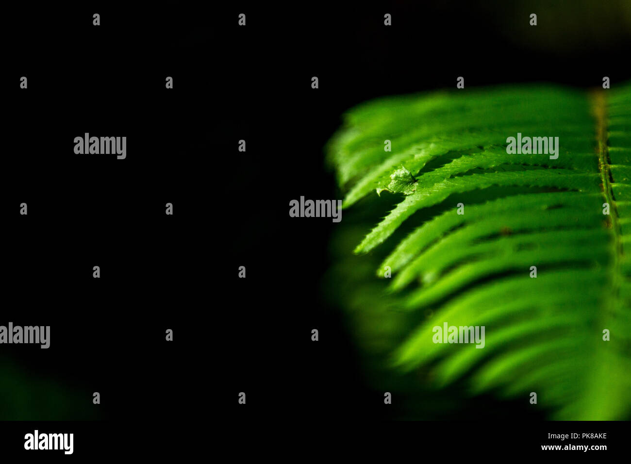 Detail shots of fern leaves Stock Photo