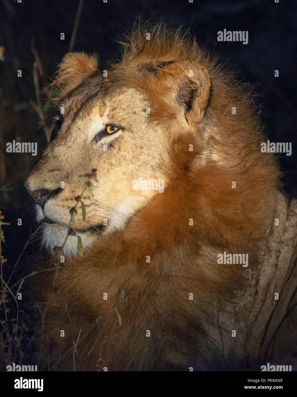 2017 African Lion High Resolution Stock Photography and Images - Alamy