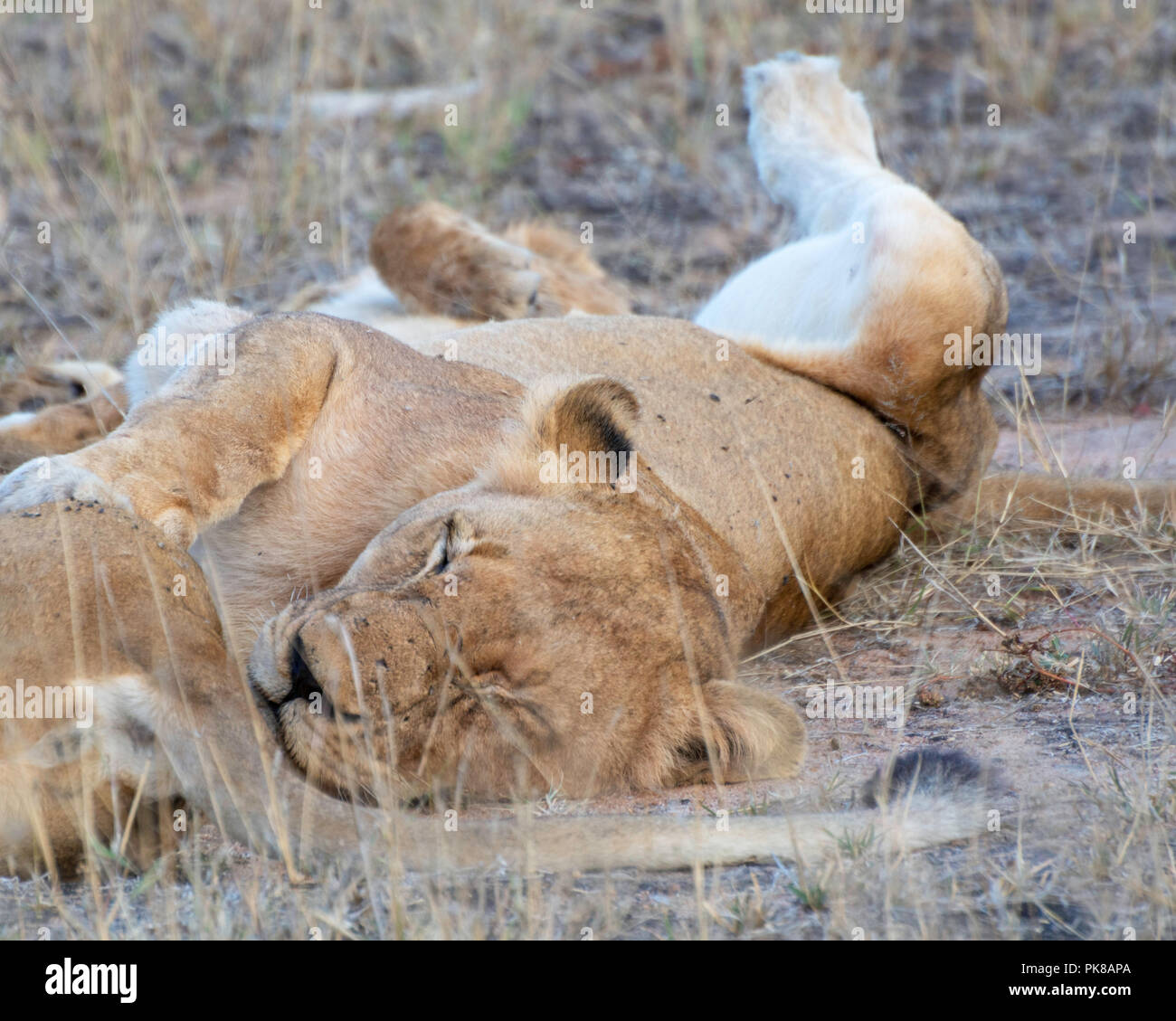 2017 African Lion High Resolution Stock Photography and Images - Alamy