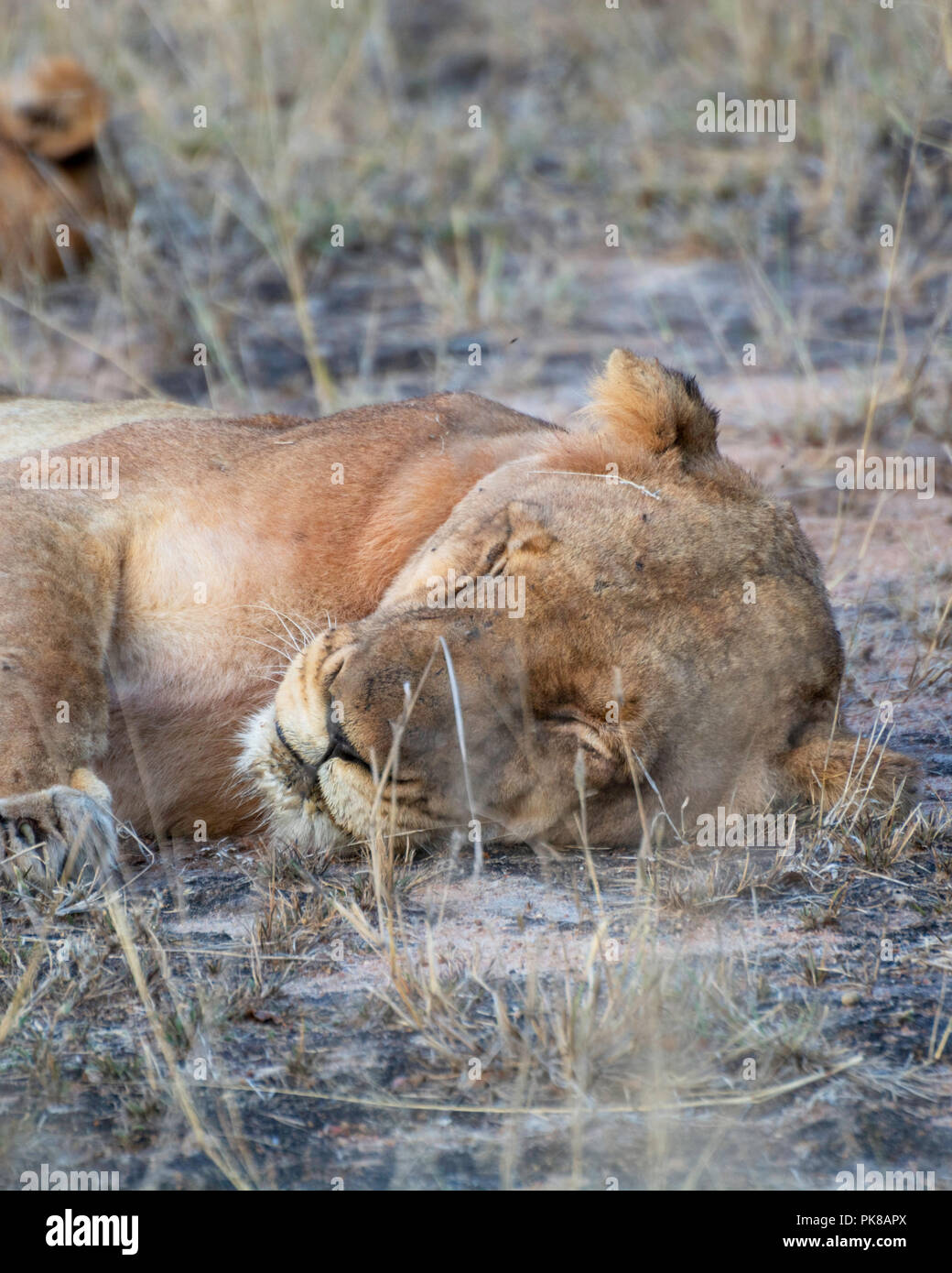 2017 African Lion High Resolution Stock Photography and Images - Alamy