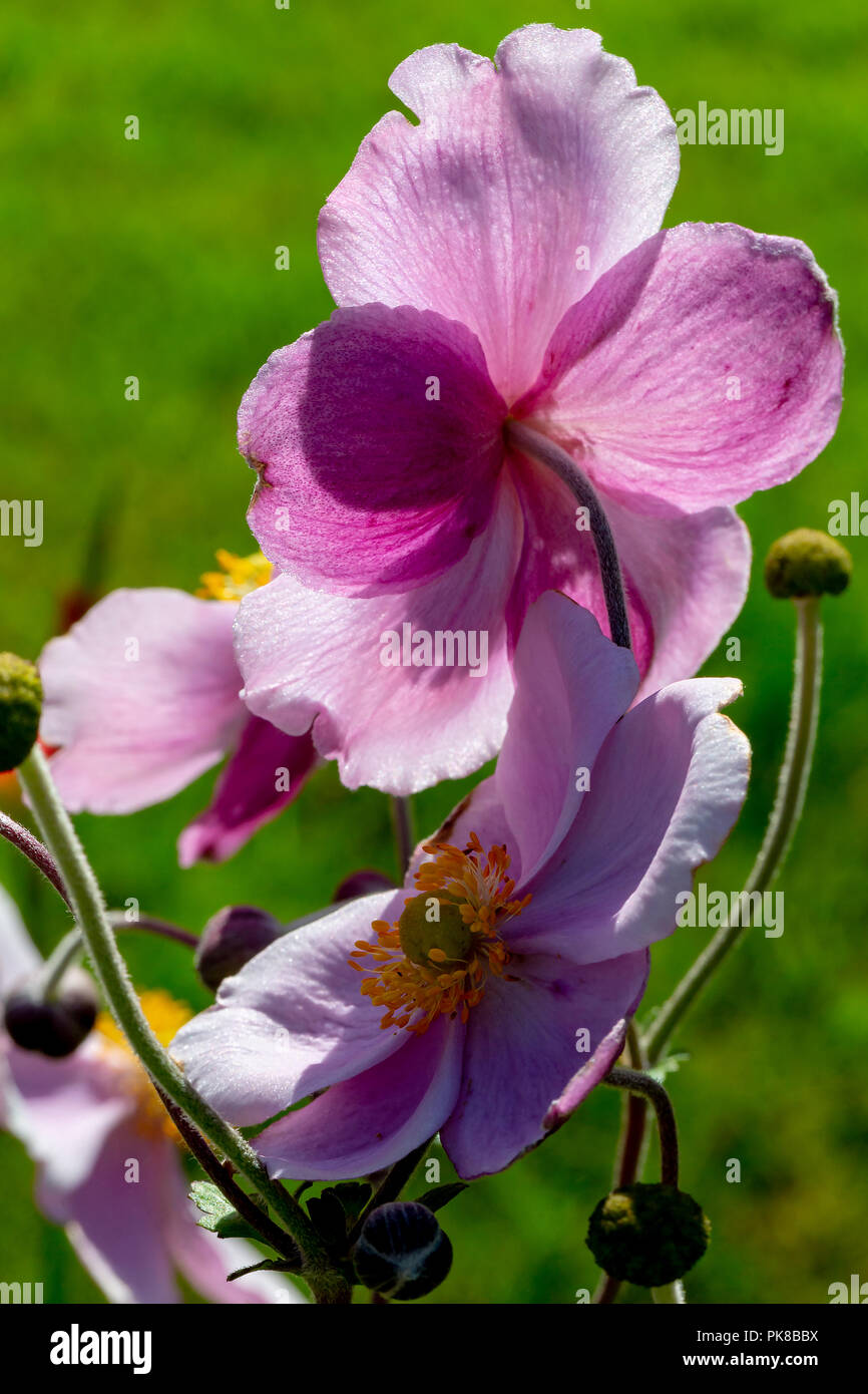 Back lit purple Japenese Anemone flowers in a country garden Stock Photo