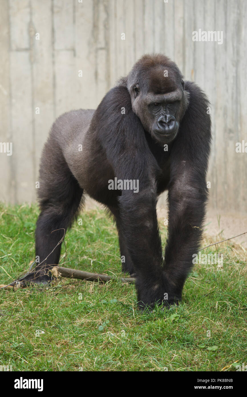 Western lowland gorilla (Gorilla gorilla gorilla). Stock Photo