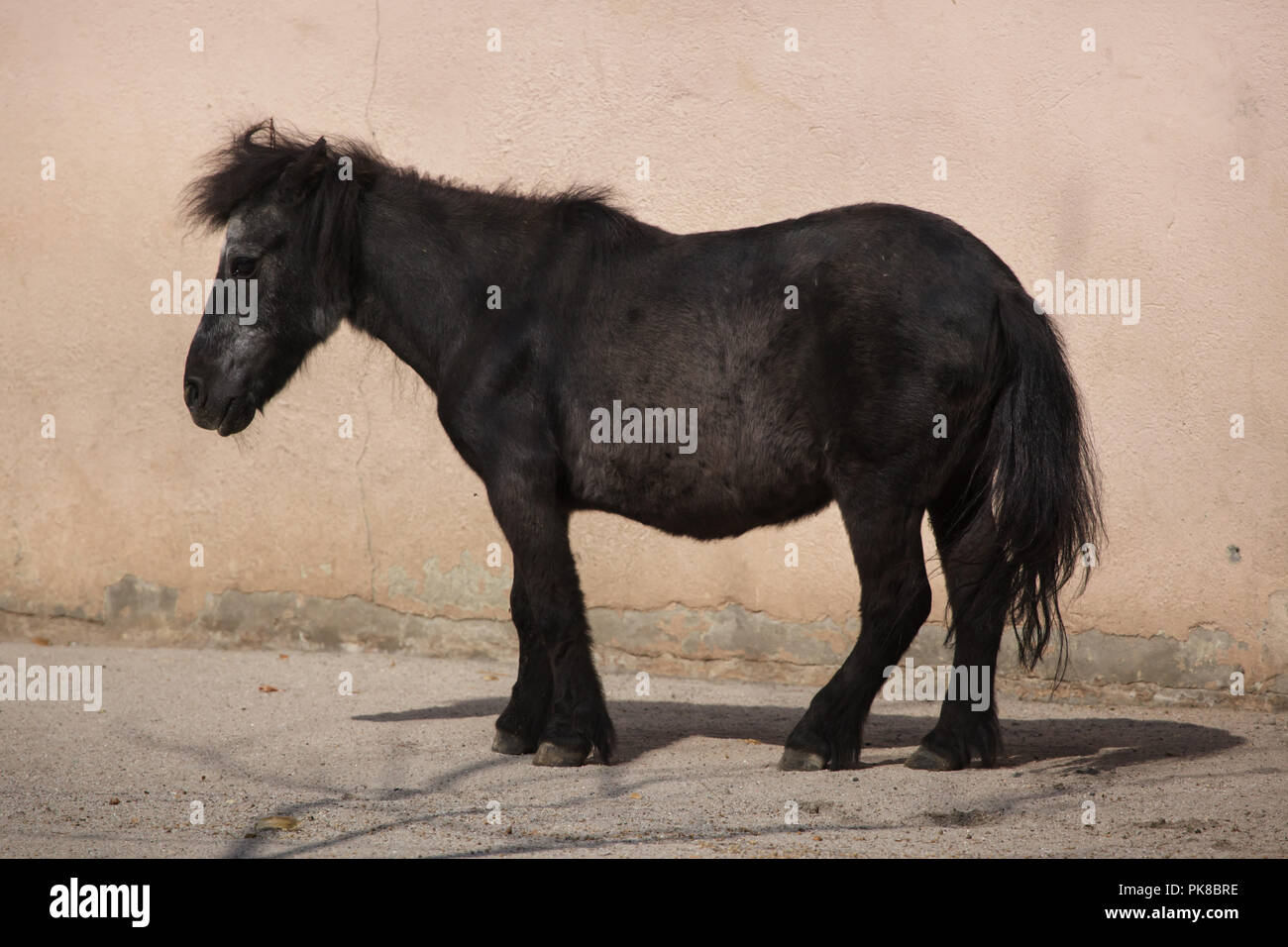 Shetland pony (Equus ferus caballus f. domestica). Stock Photo
