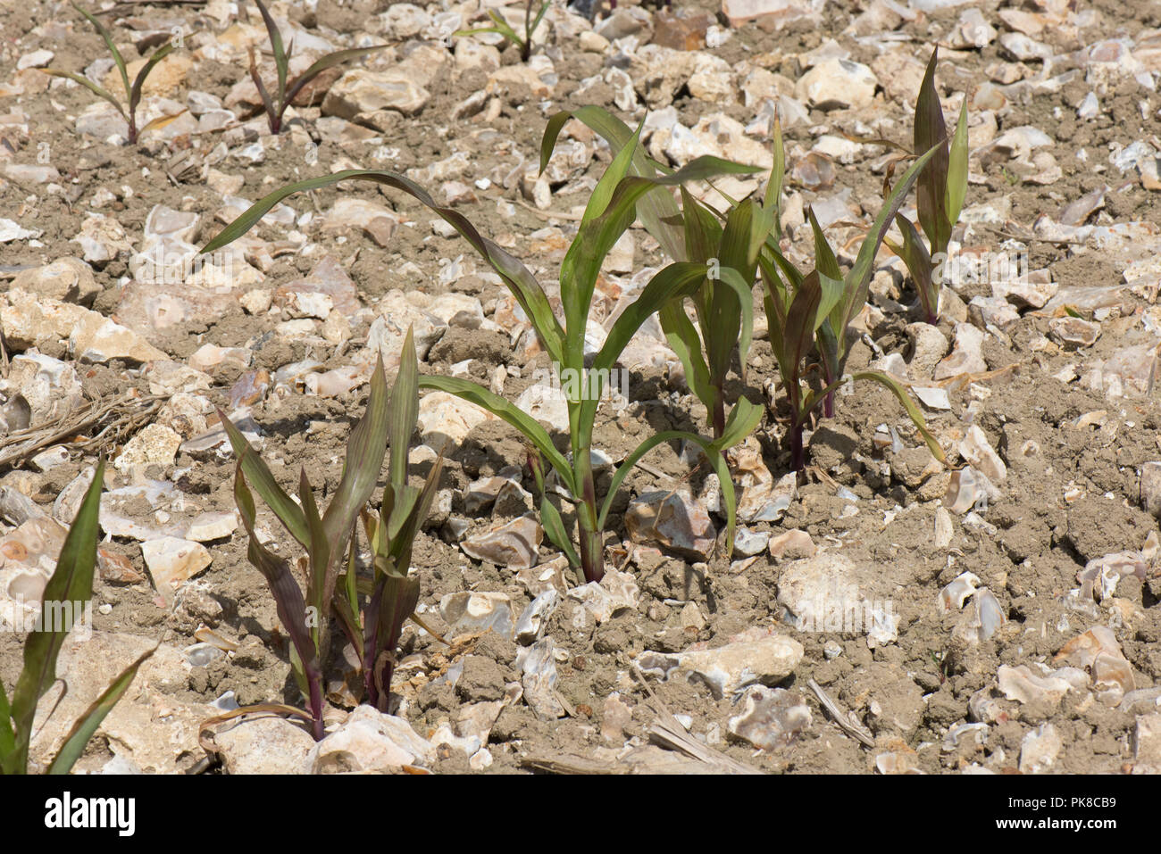 Weak, stunted, maize, Zea mays, plants with chlorotic purple yellow tinged leaves on chalk downland soil Stock Photo