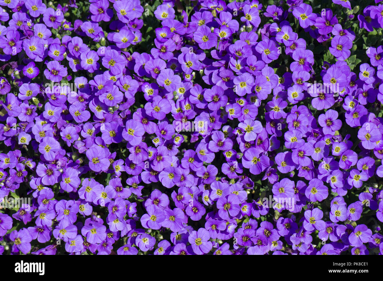 Aubretia, Aubrieta sp., bright colourful mauve, purple early spring flowers on a garden rockery, Berkshire, March Stock Photo