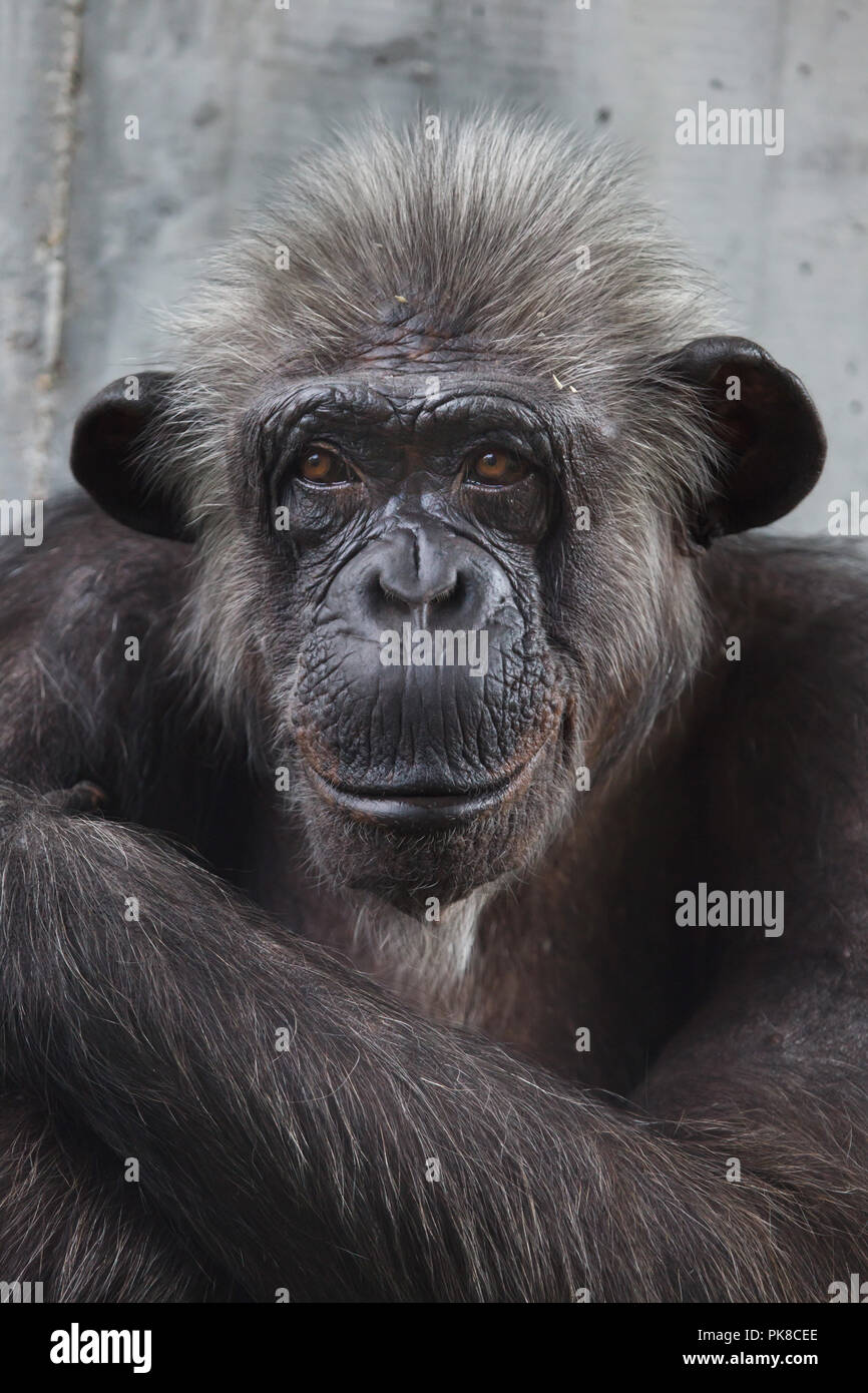 Common chimpanzee (Pan troglodytes), also known as the robust chimpanzee. Stock Photo