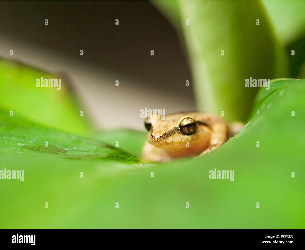 Common Southeast Asian Tree Frog on the leaf - Polypedates leucomystax Stock Photo
