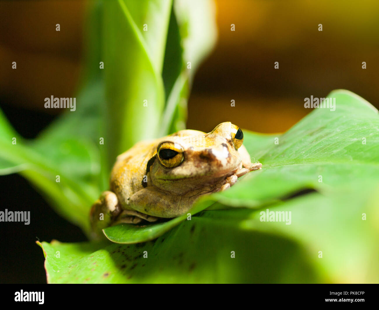 Portrait of Common Southeast Asian Tree Frog - Polypedates leucomystax Stock Photo