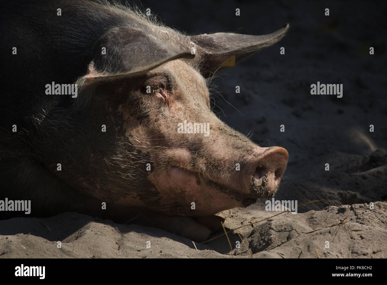 Piétrain swine (Sus scrofa f. domesticus). Stock Photo