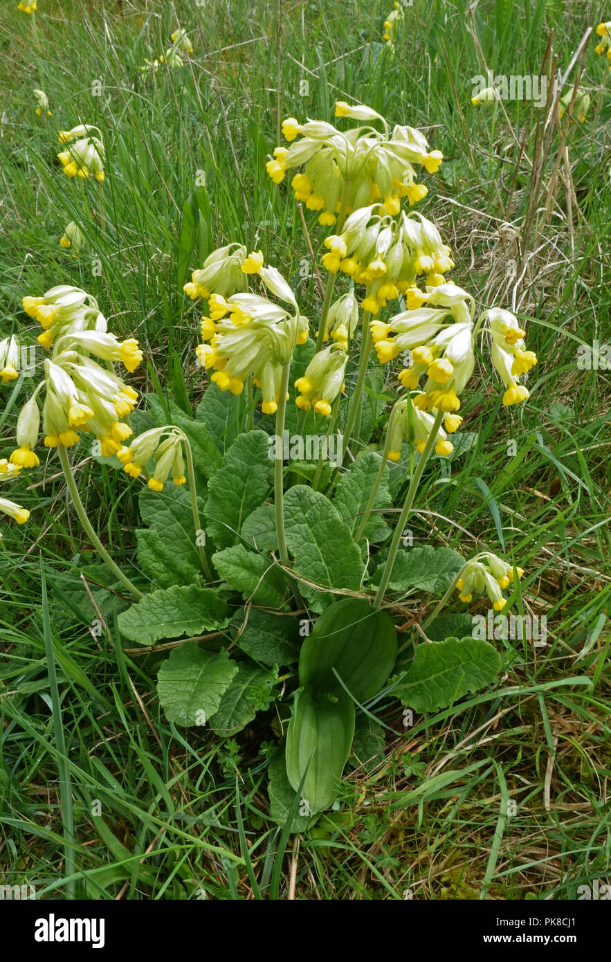 A cowslip, Primula veris, plant in flower with two early leaves and bud of a twayblade, Neottia ovata, Berkshire, May Stock Photo