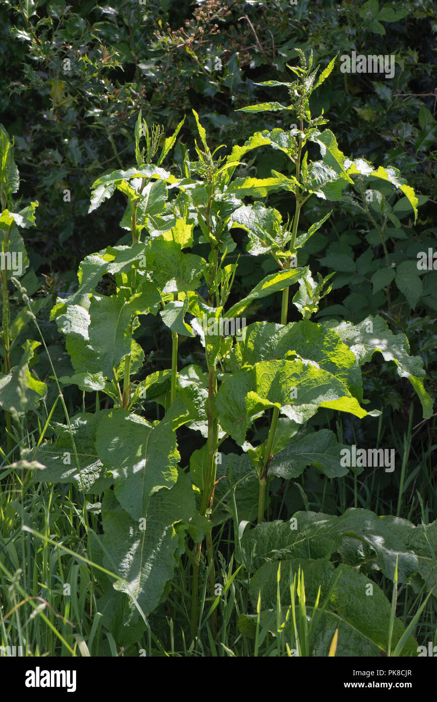 Broad-leaved dock, Rumex obtusifolius, large plants of pasture weeds flowering in summer, Berkshire, June Stock Photo