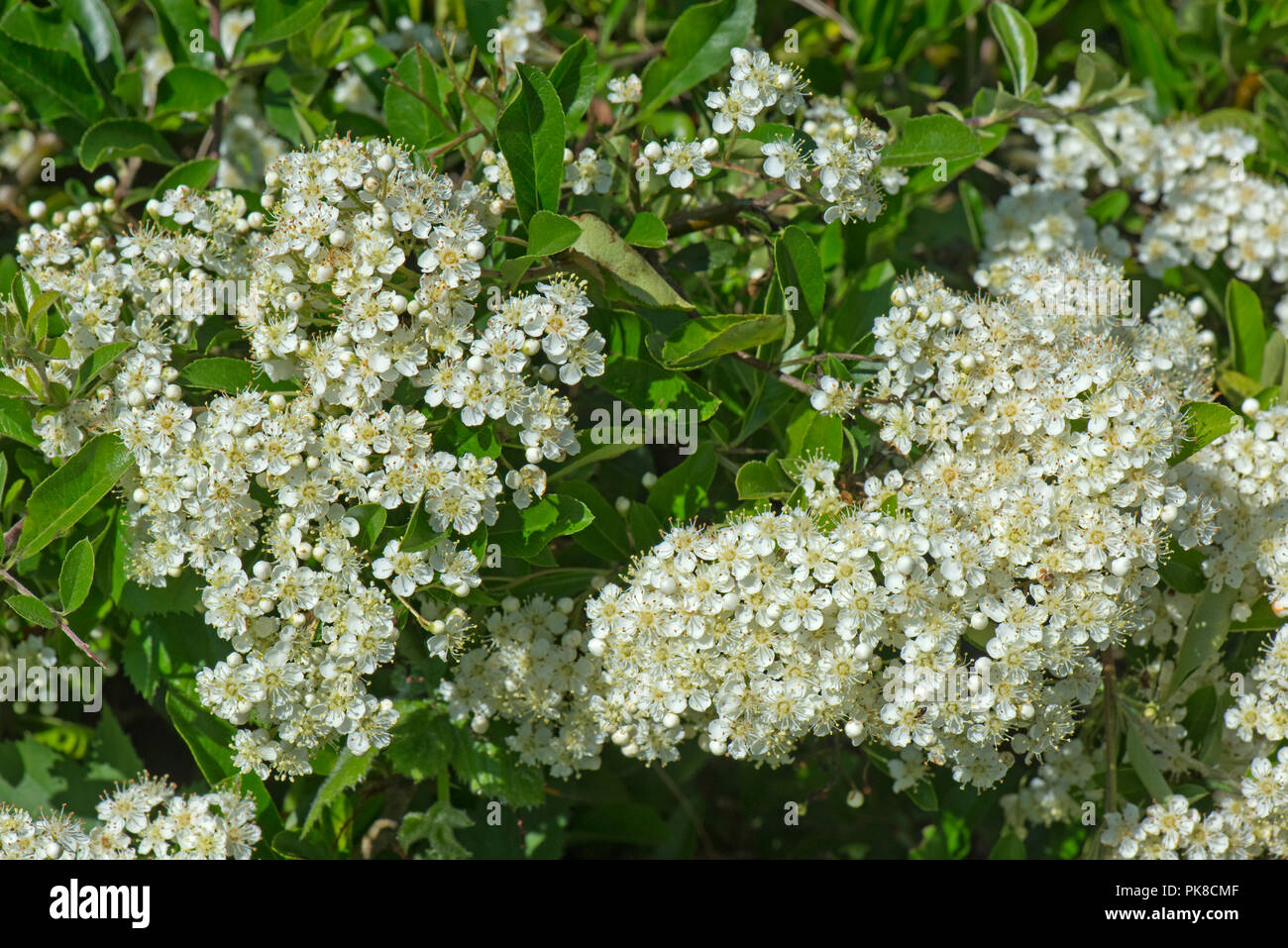 Profuse white flowers of firethorn, Pyracantha, and ornamental garden shrub producing bright coloured berries Stock Photo