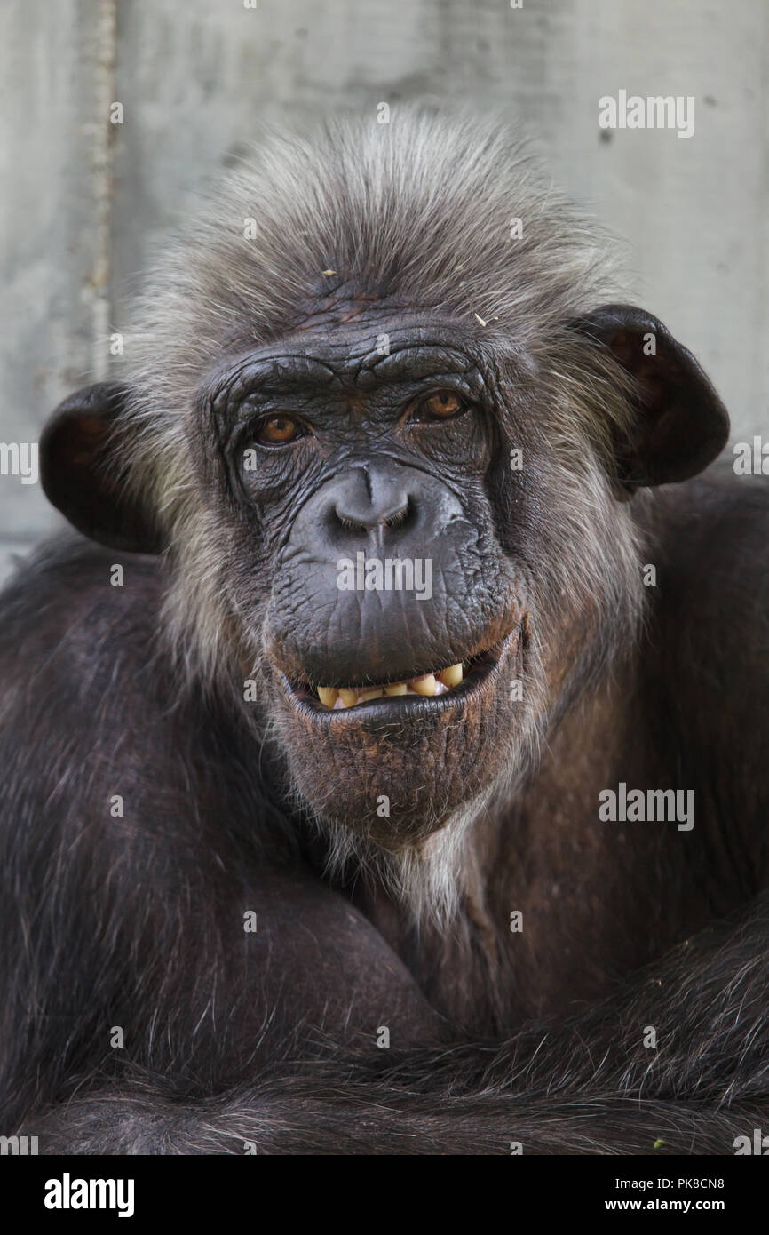 Common chimpanzee (Pan troglodytes), also known as the robust chimpanzee. Stock Photo