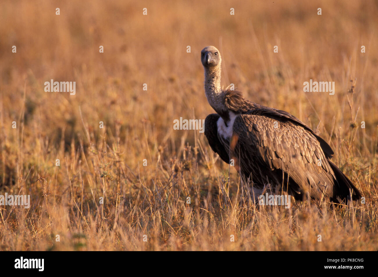 NOT 1216568 WHITE BACKED VULTURE Gyps africanus Masai Mara Game Reserve Kenya East Africa Stock Photo