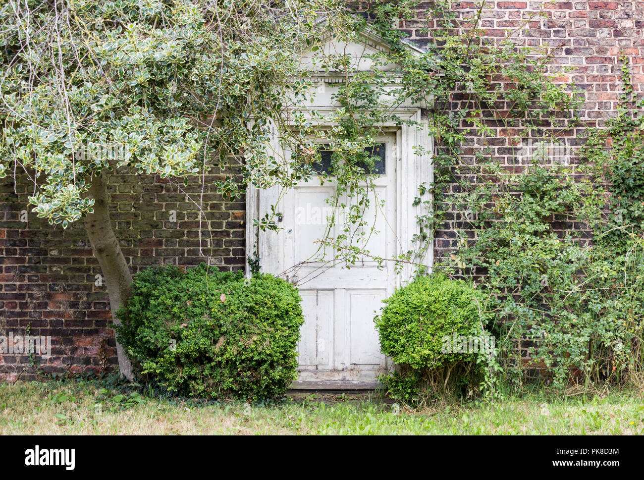 Tree and shrubs growing around door on country house. UK Stock Photo