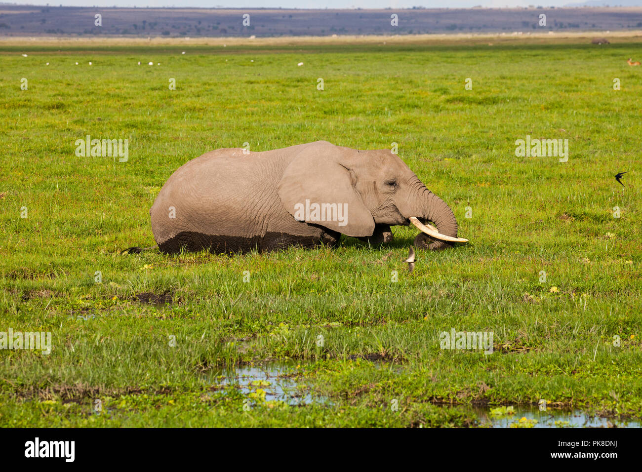 Elephants in swamps. Amboseli Park, Kenya Stock Photo