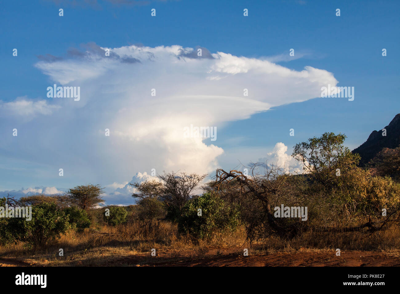 Tsavo West National Park in Kenya Stock Photo