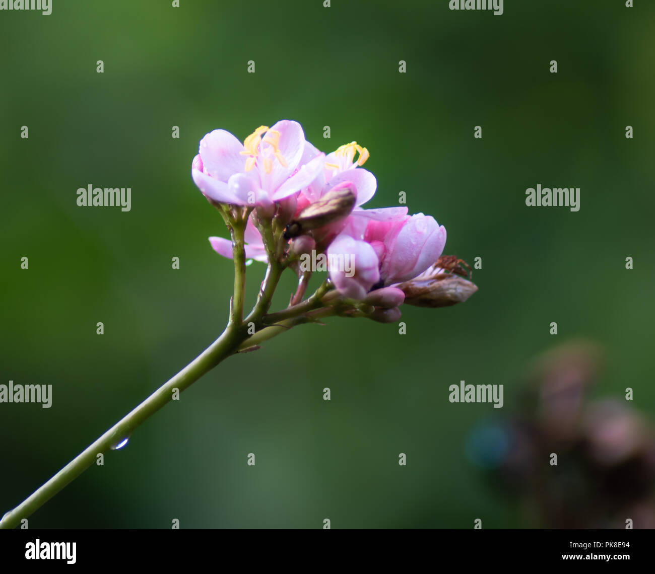 Close up Pink flowers with green nature background in the garden at ...