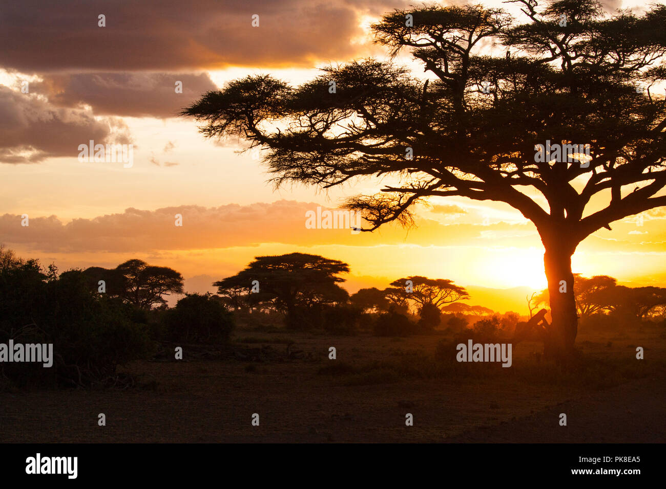 Sunset in savannah. Amboseli National Park, Kenya. Stock Photo