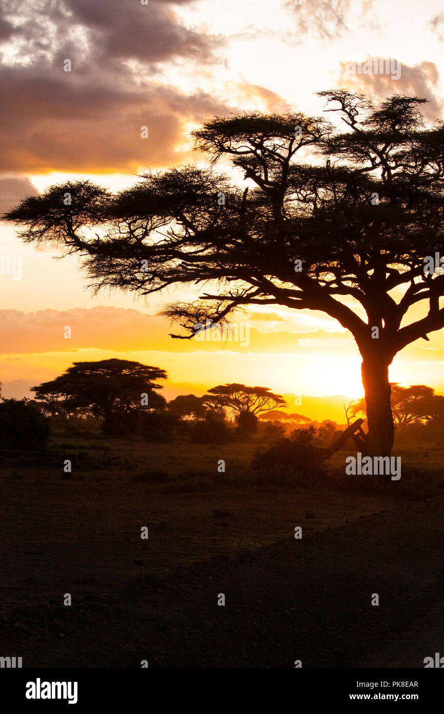 Sunset in savannah. Amboseli National Park, Kenya. Stock Photo