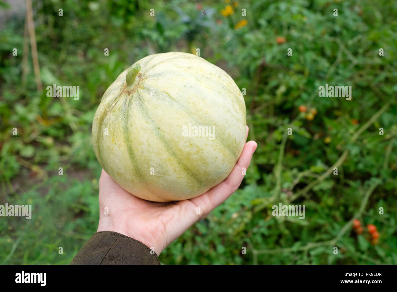 A gardener harvests a ripe charentais melon, a French variety of