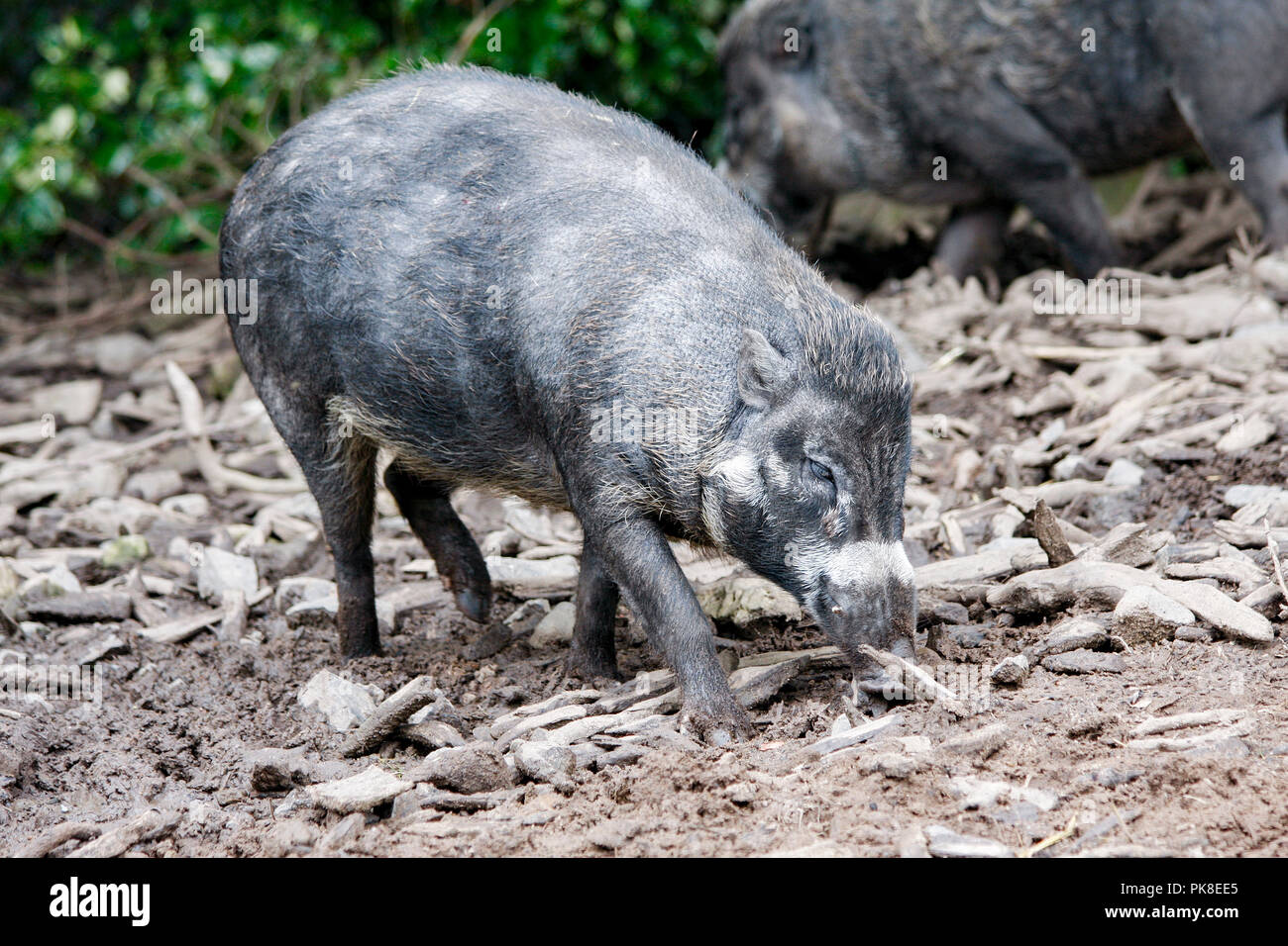 Visayan warty pig (sus cebifrons negrinus) a critically endangered species  native to the Philippines Stock Photo - Alamy