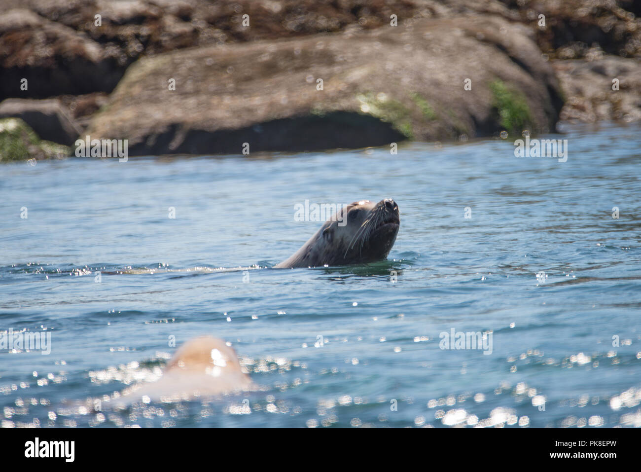 Steller sea lion, Stuart Island, British Columbia Stock Photo Alamy