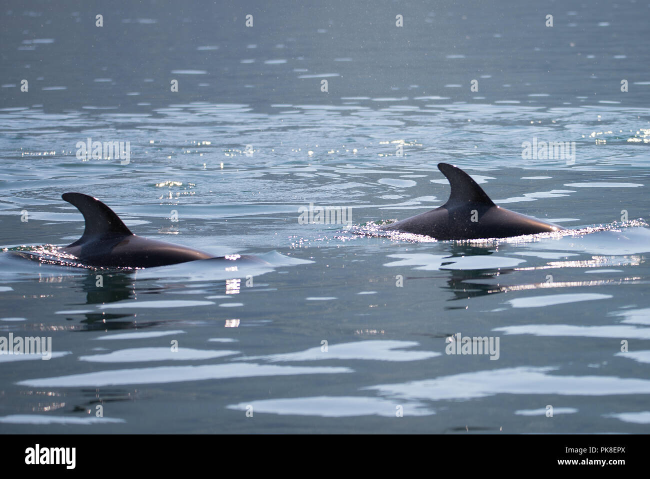 Dolphins Swimming Stock Photo