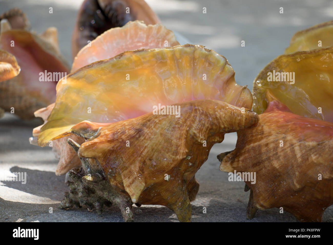Conch meat hi-res stock photography and images - Alamy