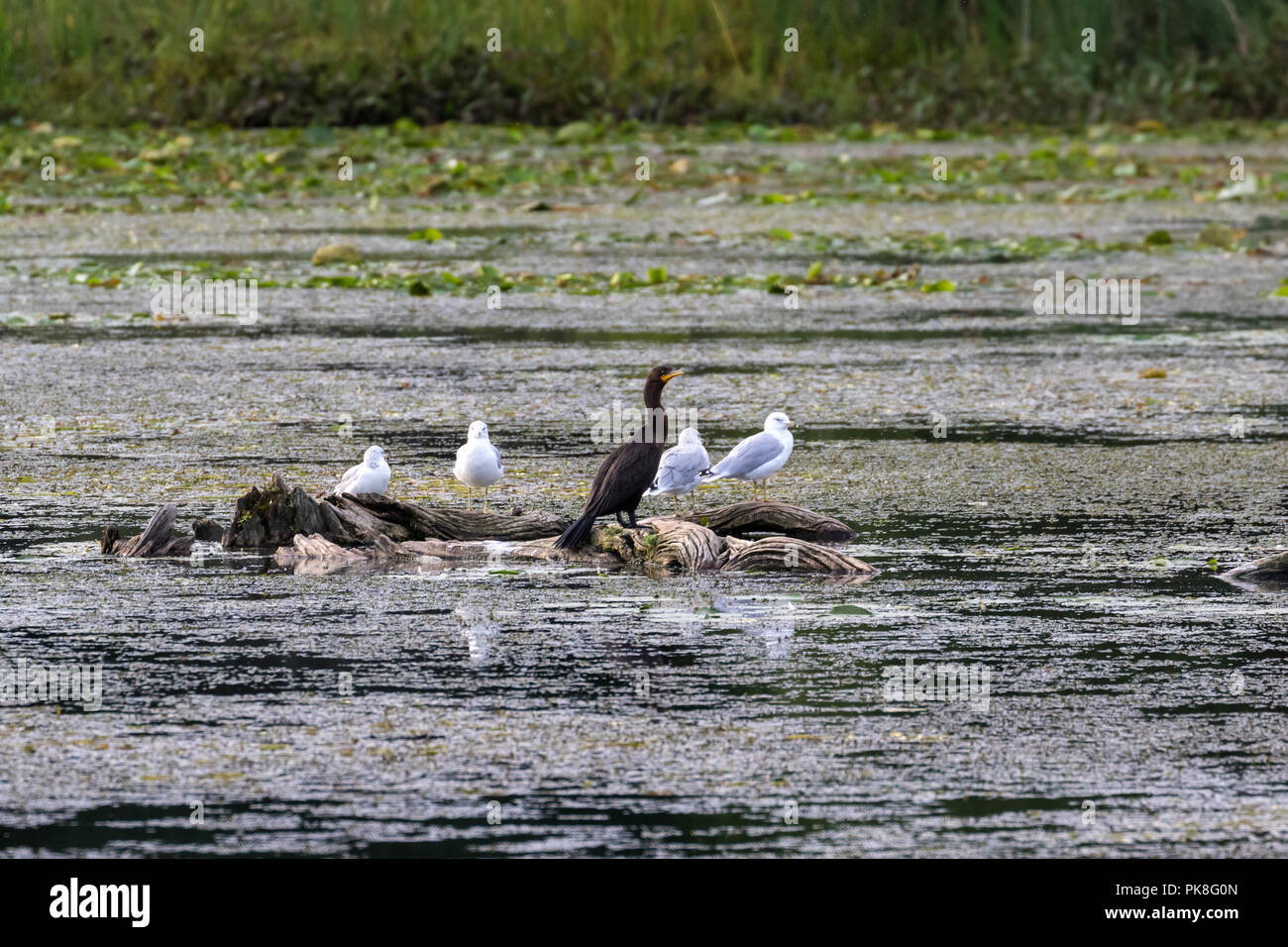 Early September in Centre d'Interpretation de la Nature de Lac Boivin, Granby, Quebec, Canada.  Double-crested cormorant and ring-billed gulls standin Stock Photo