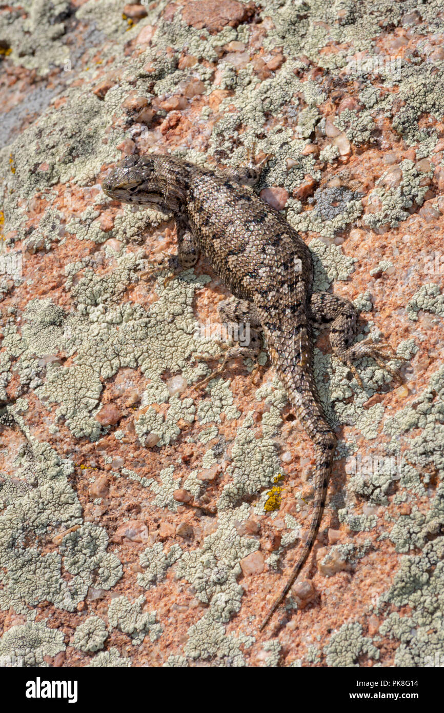 Horn billed lizard hi-res stock photography and images - Alamy