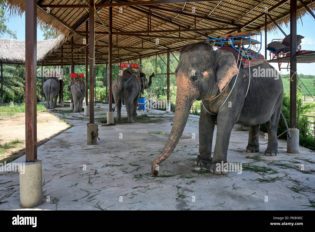 Thailand elephant corral with elephants available for tourist rides